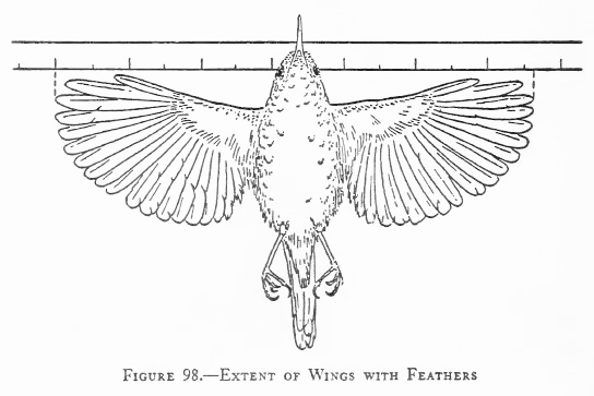 Wingspan Of Birds Chart